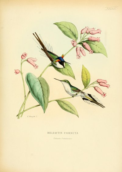 Heliactin cornuta بواسطة لويس فيكتور بيفاليت